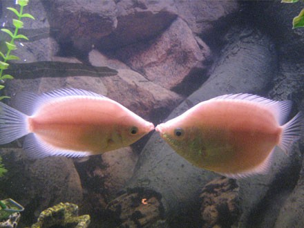 PEIXE BEIJADOR